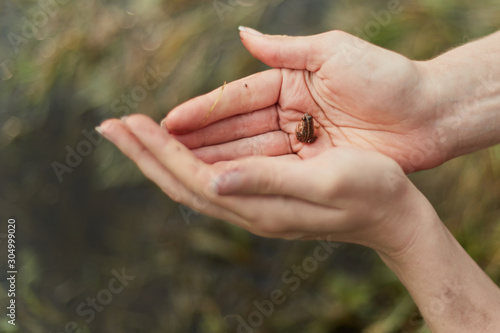 little frog in hands