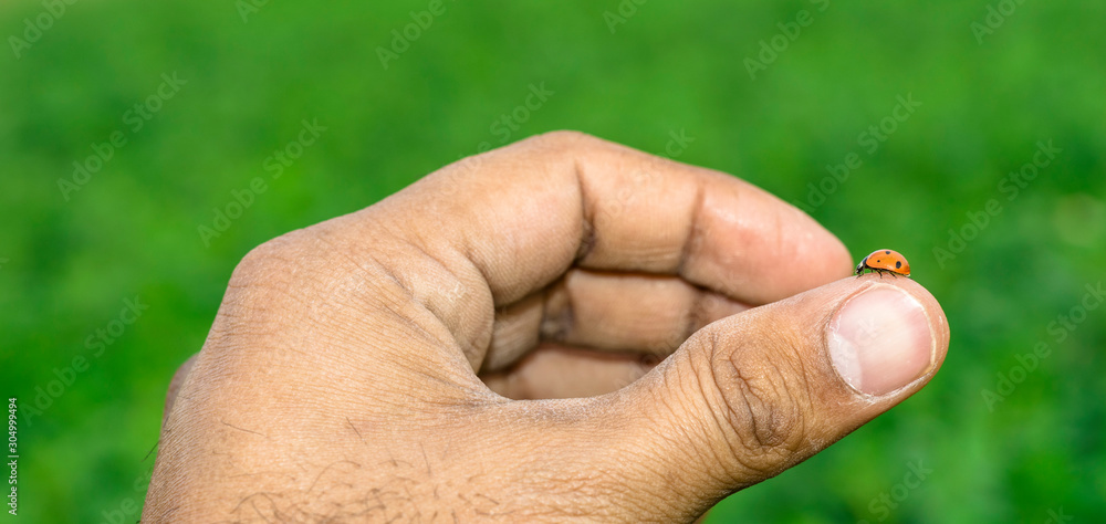 red lady bug or friendly plants bug on the hand of a white man and green fields in the background red lady bug or friendly plants bug on the hand of a white man and green fields in the background