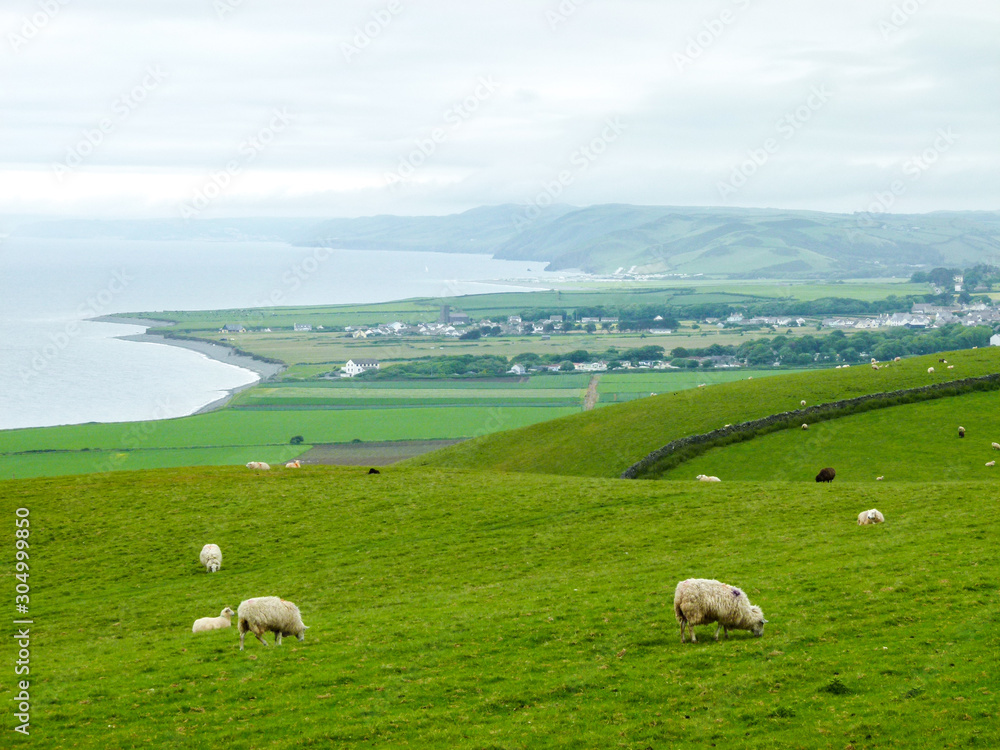 sheep in a field near the coast
