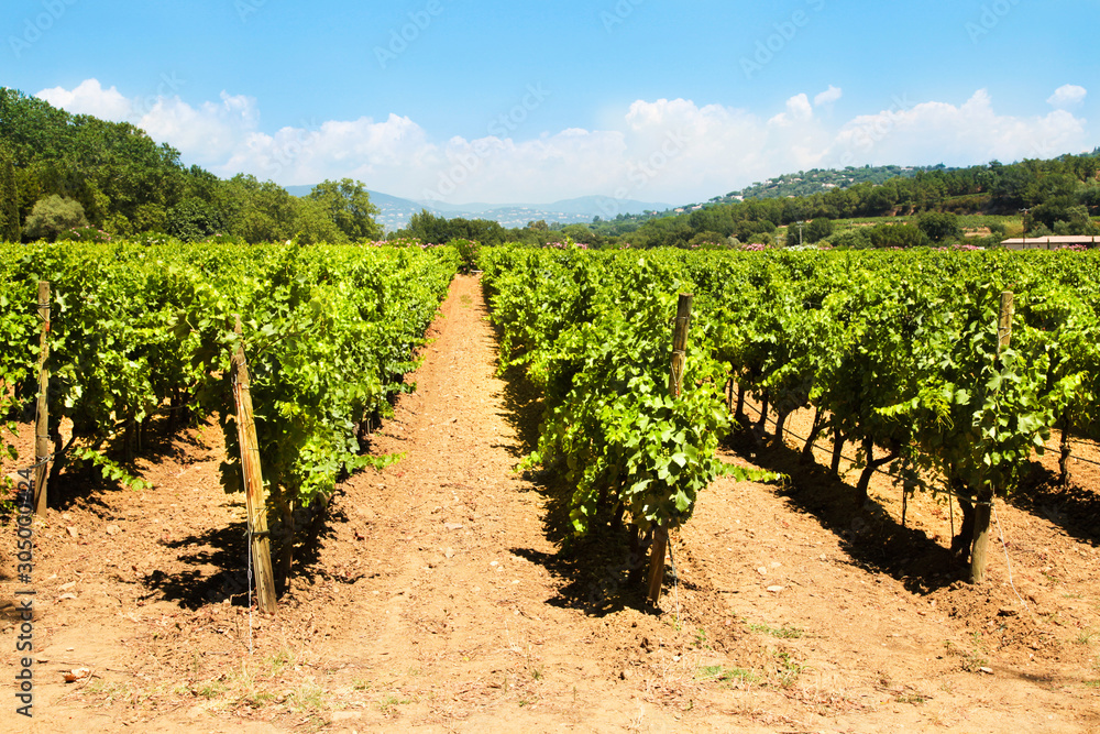 Beautiful Vineyard in France, Provence. Horizontal shot.