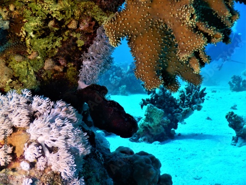 Morze czerwone koral brąz nurkowanie podwodne