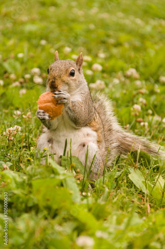 Squirrel eating bread in the park