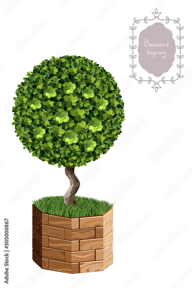 Isolated boxwood topiary in a wooden flower pot, garden plant, vector ...