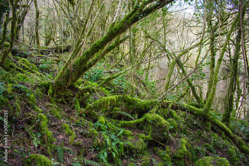 Trees around the gorges of Kakueta, near Sainte-Engrâce, in France photo