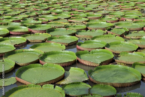 Beautiful Giant Victoria waterlily lotus pattern in the garden pool with sun light background 