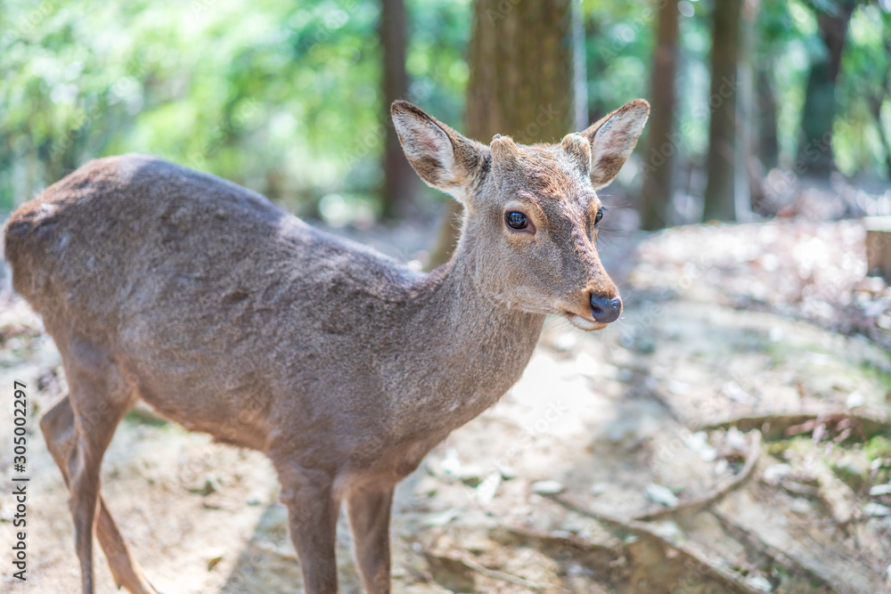 Beautiful Nara Deer at Nara city, Japan. Nara park is a famous place landmark to see wild animals deer idea for rest relax enjoy lifestyle Beautiful Nara Deer at Nara city, Japan. Nara park is a famous place landmark to see wild animals deer idea for rest relax enjoy lifestyle