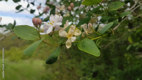 beautiful spring flowers in the garden