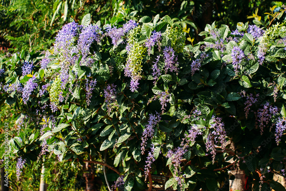 Obraz premium blue flowers on a background
