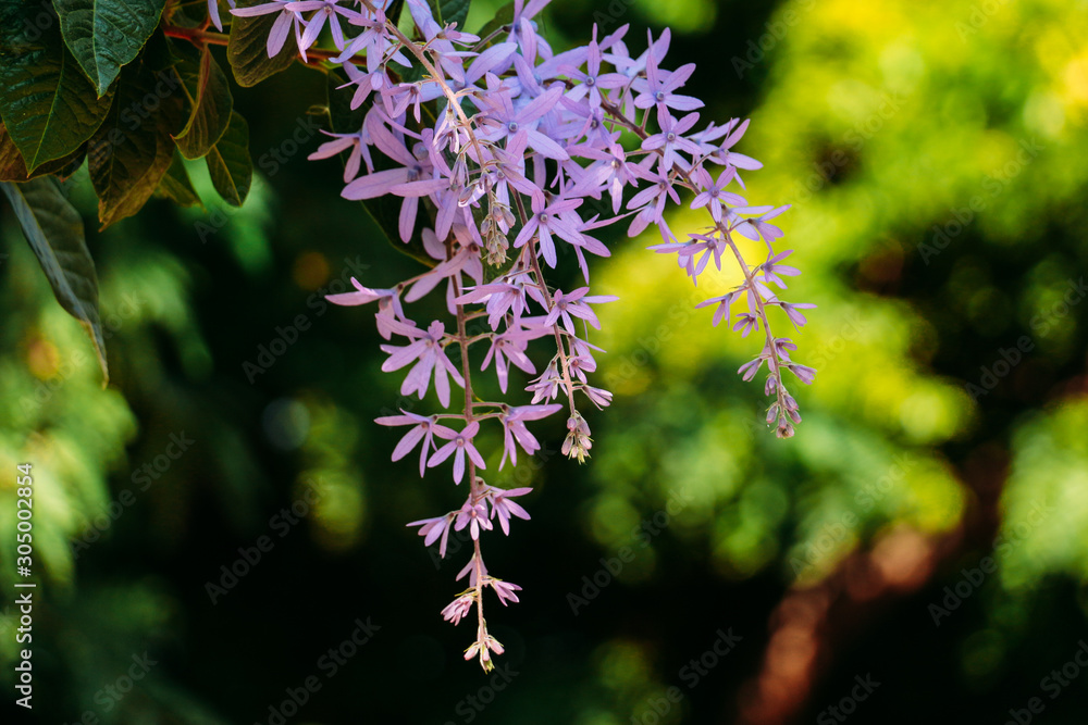 blue flowers on a background