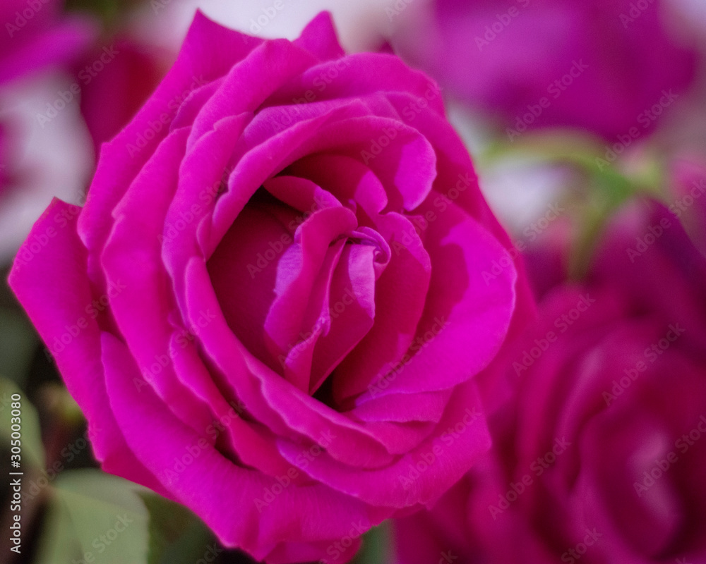 Rose Rose Rose Rose