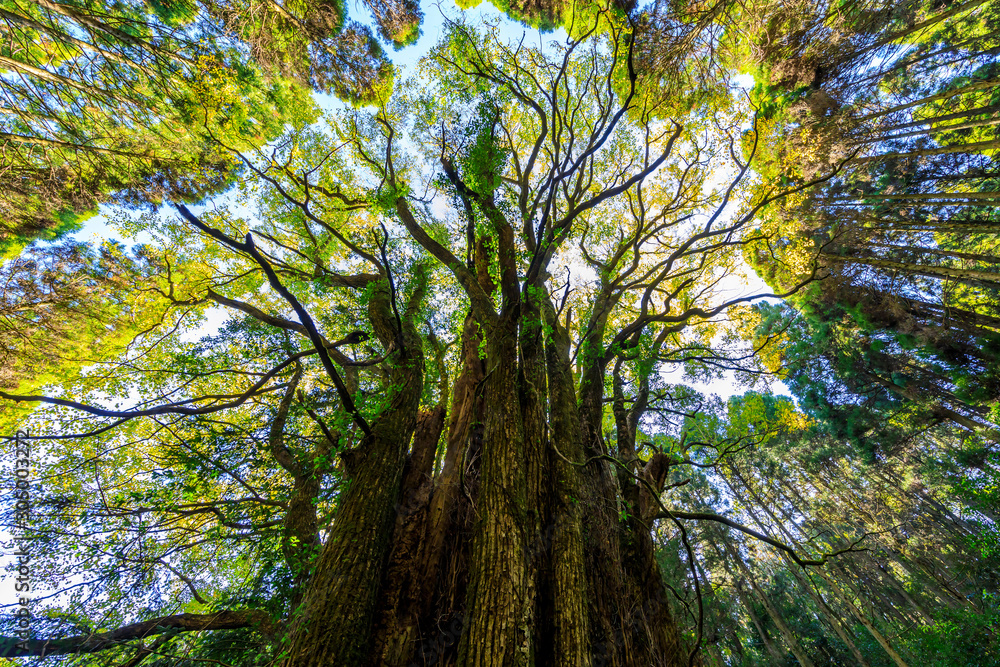 Obraz premium 下合瀬の大カツラ