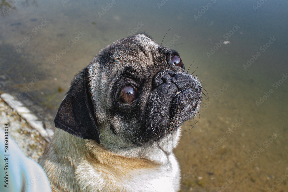 Obraz premium portrait of a cute pug on a walk
