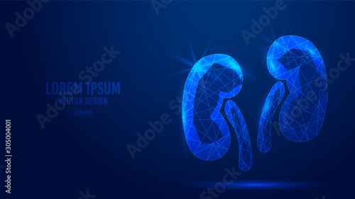 Kidneys human organ geometric lines, low polygon triangles style wireframe vector banner template. Isolated medicine science technology concept on a blue background. photo