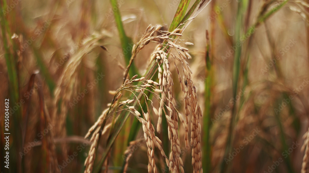 Brown rice nature farm field close up curving down Brown rice nature farm field close up curving down