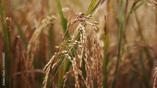 Brown rice nature farm field close up curving down