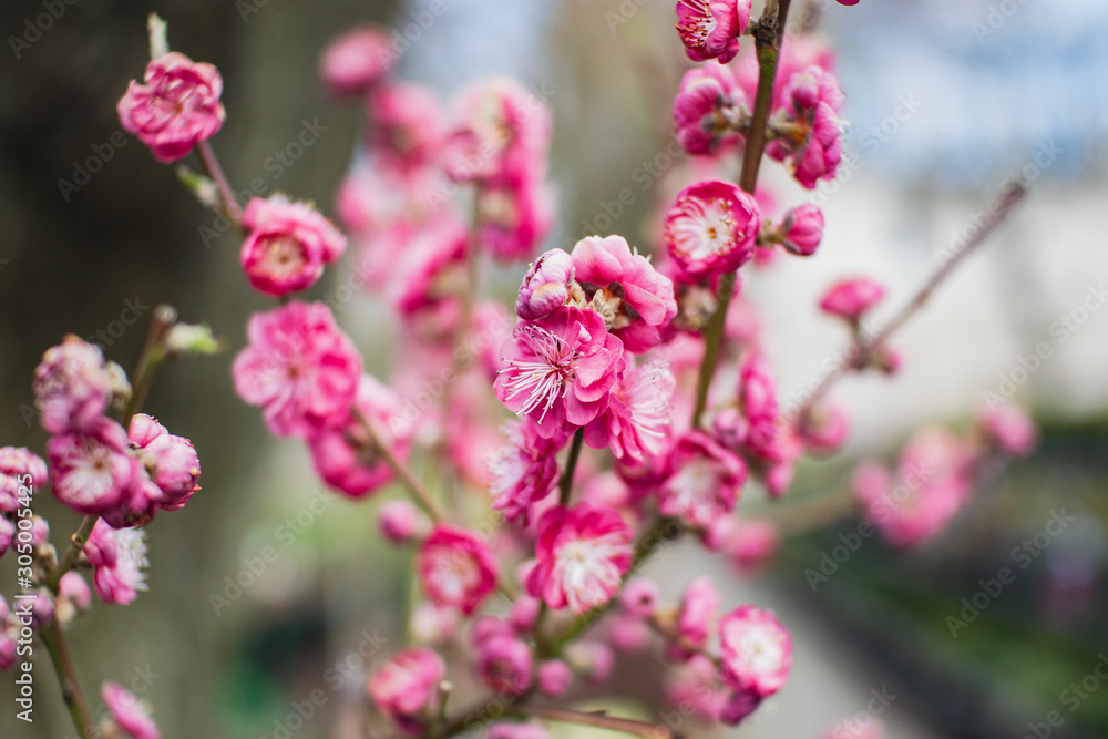 beautiful blooming sakura in the garden beautiful blooming sakura in the garden