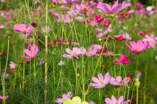 Beautiful pink cosmos flower in field