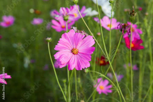 Beautiful pink cosmos flower in field