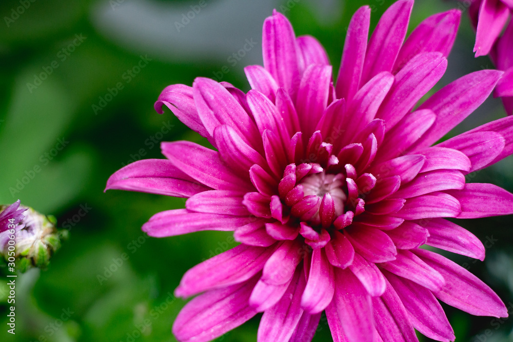 beautiful chrysanthemums blooming in the garden beautiful chrysanthemums blooming in the garden
