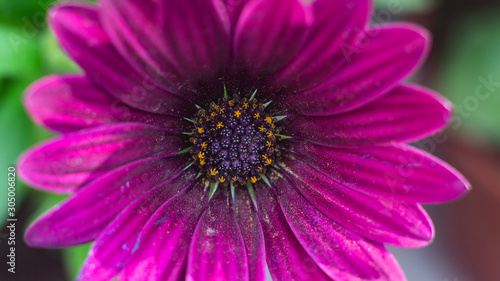 beautiful daisies blooming in the garden