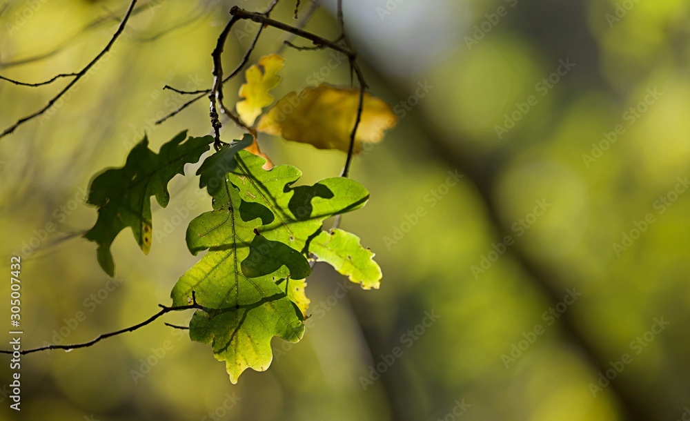 Automne feuilles de chêne Automne feuilles de chêne