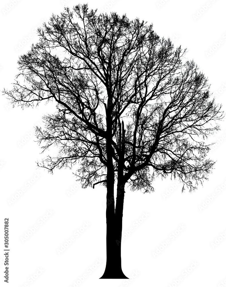 Silhouette tree isolated white background. Clipping path included Silhouette tree isolated white background. Clipping path included