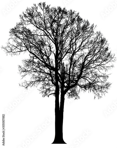 Silhouette tree isolated white background. Clipping path included