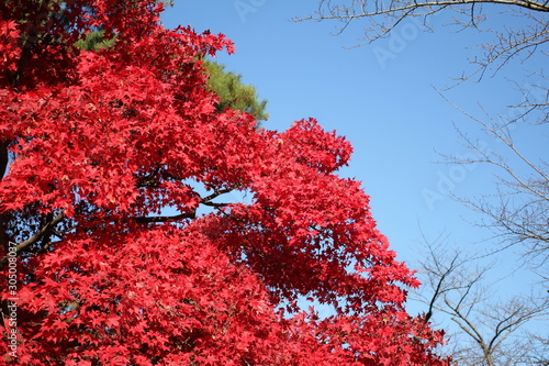 千秋公園の紅葉