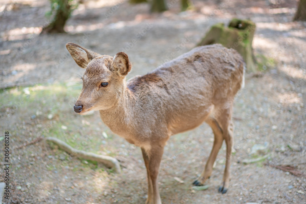 Beautiful Nara Deer at Nara city, Japan. Nara park is a famous place landmark to see wild animals  deer idea for rest relax enjoy lifestyle