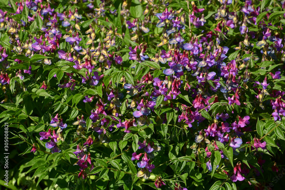 spring vetch flowers as spring background, close-up view of lathyrus vernus or spring vetchling in bloom