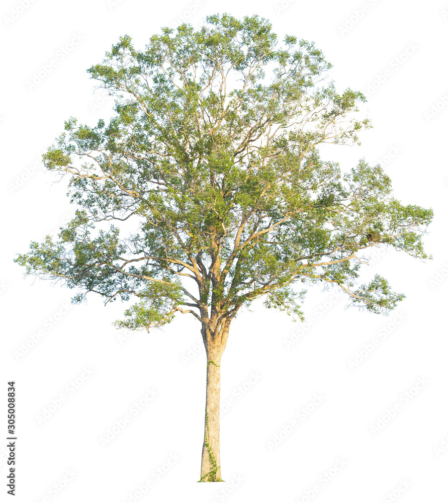 Tree isolated on white background. Clipping path included