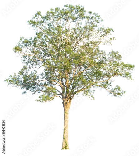 Tree isolated on white background. Clipping path included