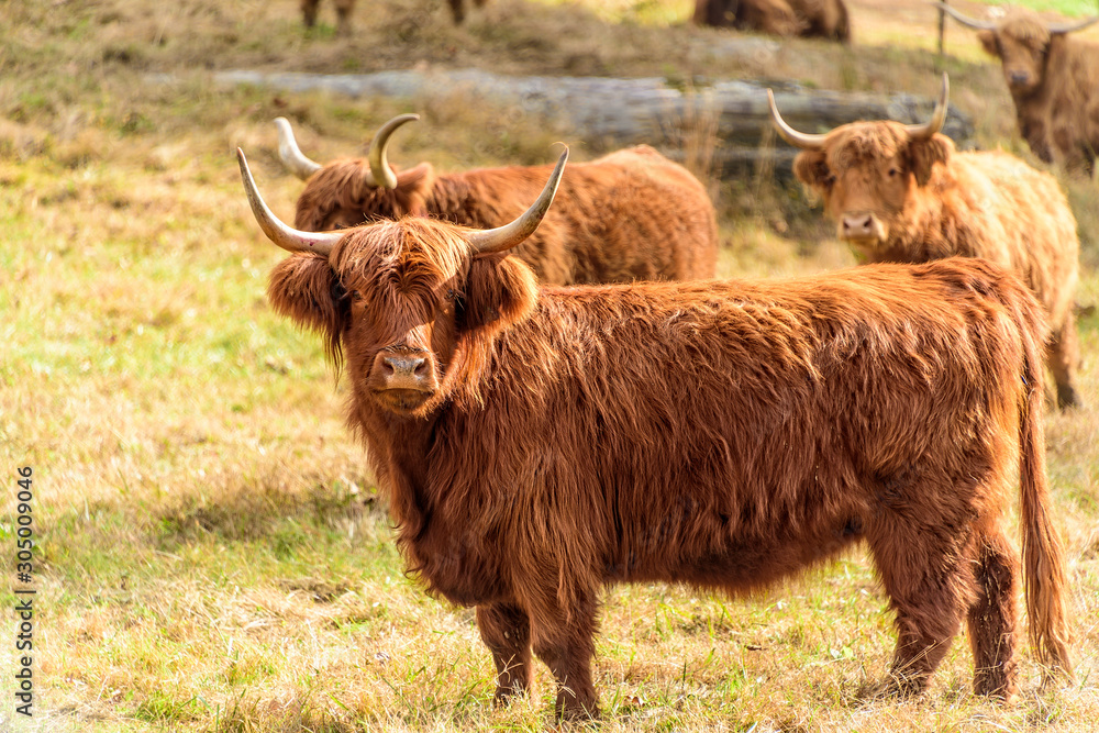 A Curious Scottish Highland Cow A Curious Scottish Highland Cow