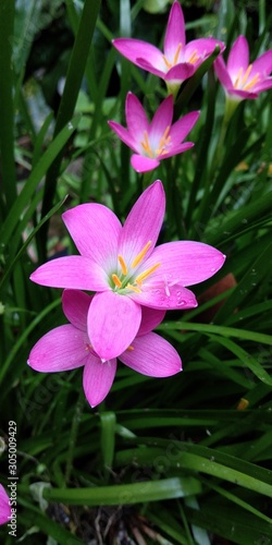 pink flowers on a green background