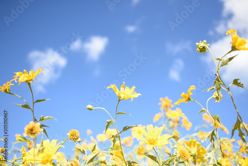 yellow flowers on background of blue sky © chotiga