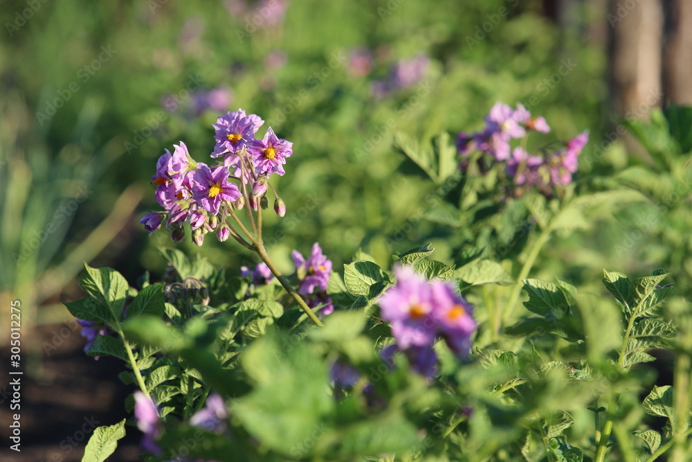 Potato flowers on blurred background. Potato field in Ukraine. 