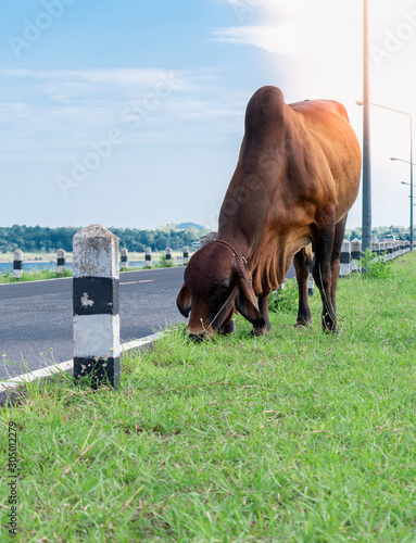 The cows are eating grass on the side of the road with natural background and afternoon sun.