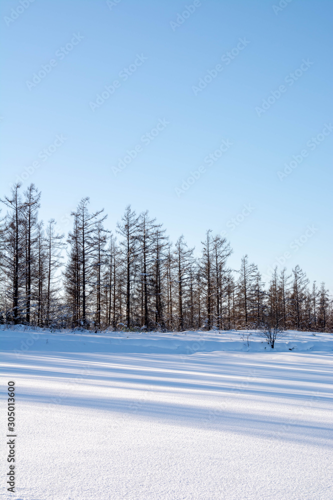 カラマツ林と雪の上の影 カラマツ林と雪の上の影