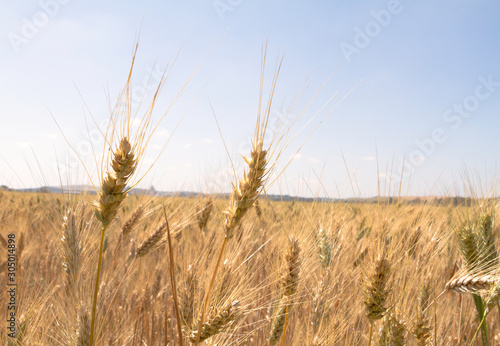 Golden wheat spike growing. Organic and healthy. flour and bread