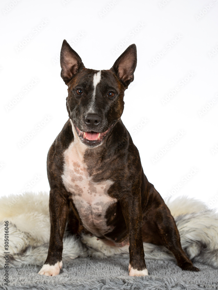 Bullterrier in a studio with Christmas background.