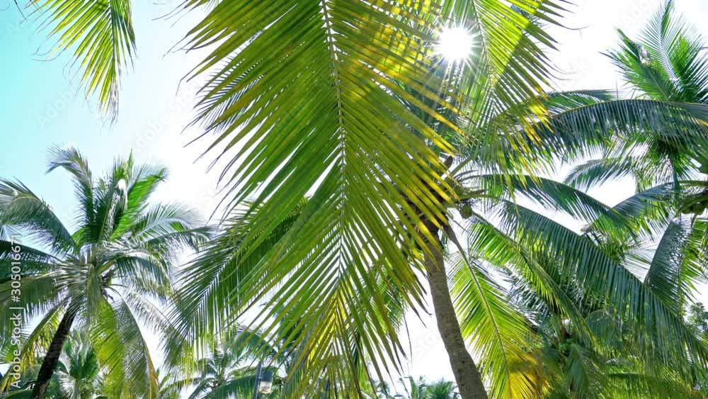Coconut Palm tree in the park.