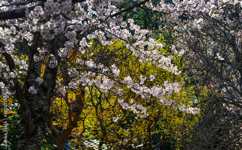 Fototapeta premium Cherry blossom (hanami) in Kyoto, Japan