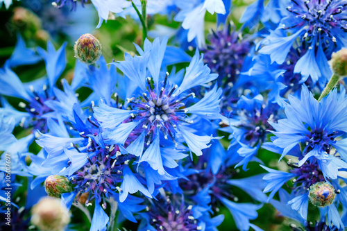 Blue closeup cornflowers, cornflower texture photo