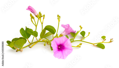 Ipomoea pes-caprae, also known as bayhops, beach morning glory or goat's foot. Isolated photo