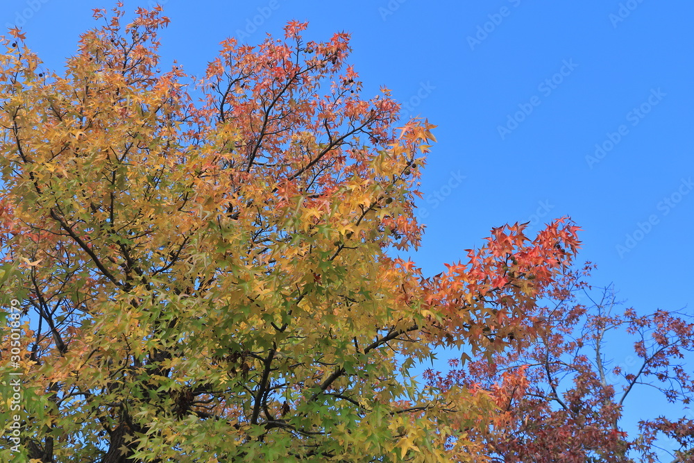 Fototapeta premium Autumn leaves of sweetgun