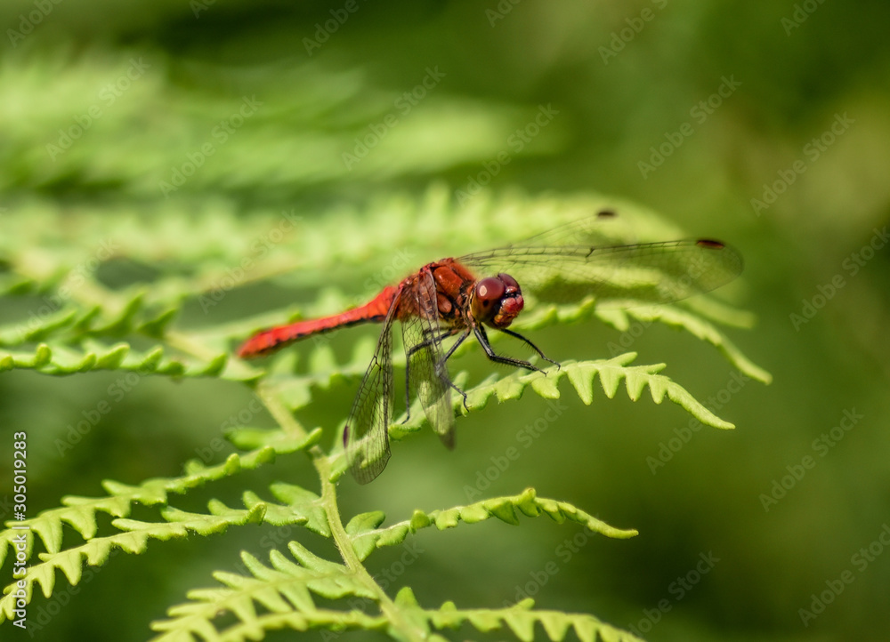 Red dragonfly / damselfly siting on green leaf Red dragonfly / damselfly siting on green leaf