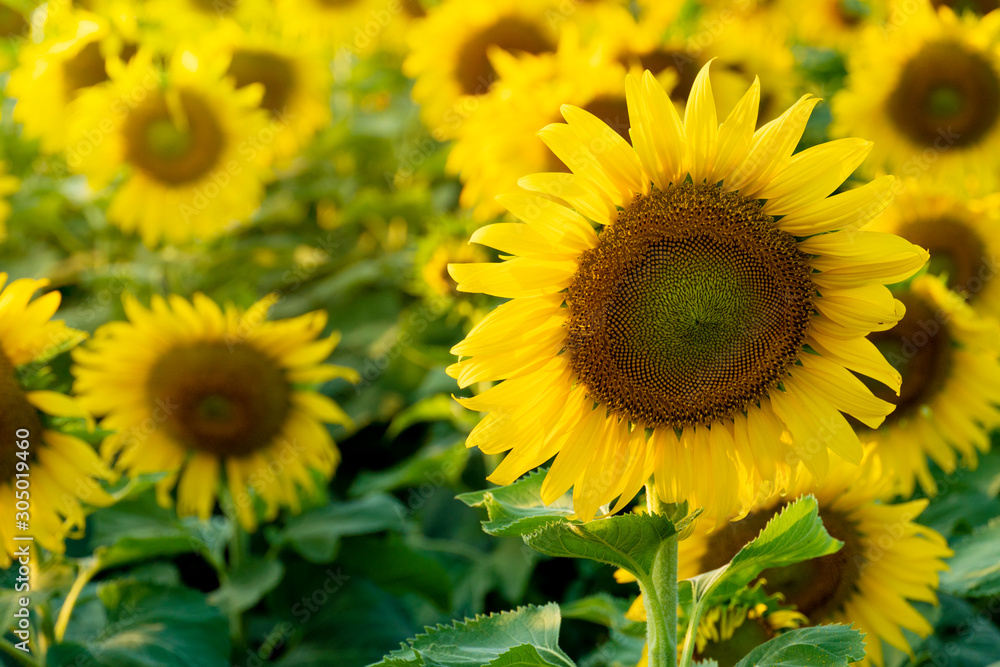 The large sunflower fields are bright and dense. The large sunflower fields are bright and dense.