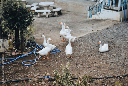 pigeons on a fence