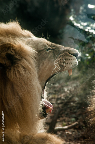 Male Lion yawning