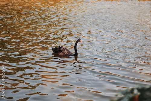black swan on the lake